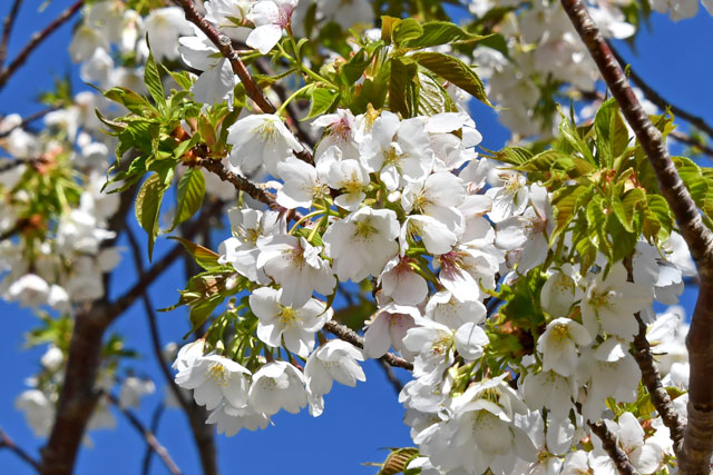 早咲き大島桜