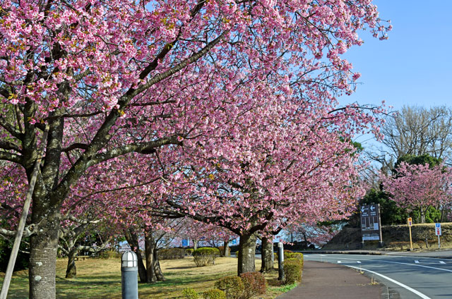伊豆高原の大寒桜