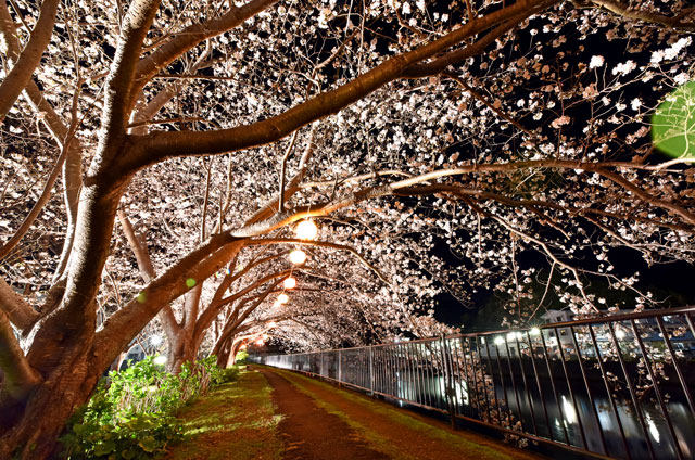 本郷公園の夜桜ライトアップ