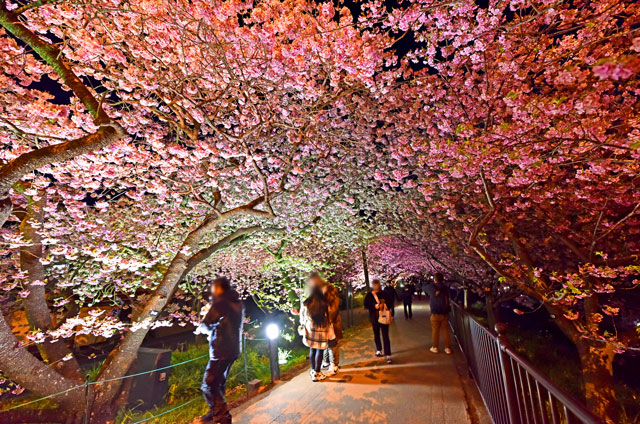 河津桜の夜桜ライトアップ
