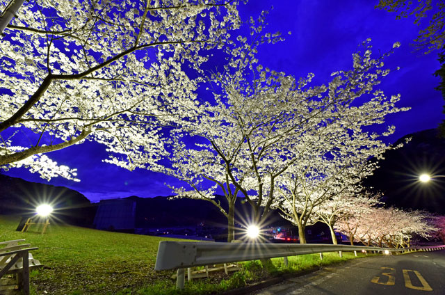 黄金崎公園の夜桜ライトアップ