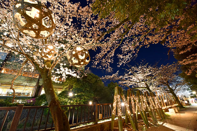 松川遊歩道の夜桜ライトアップ