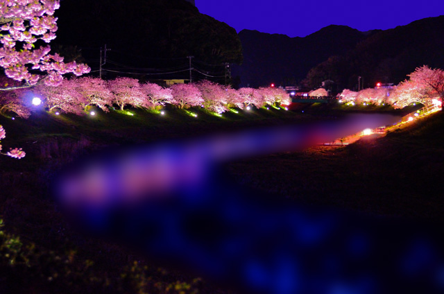 みなみの桜と菜の花まつりの夜桜ライトアップ