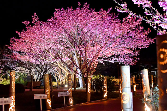 土肥桜のライトアップ