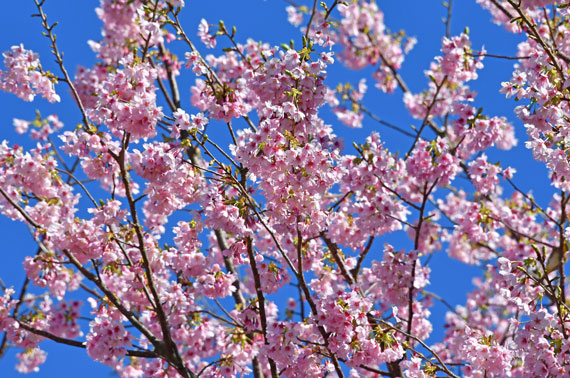 さくらの里の城ケ崎桜