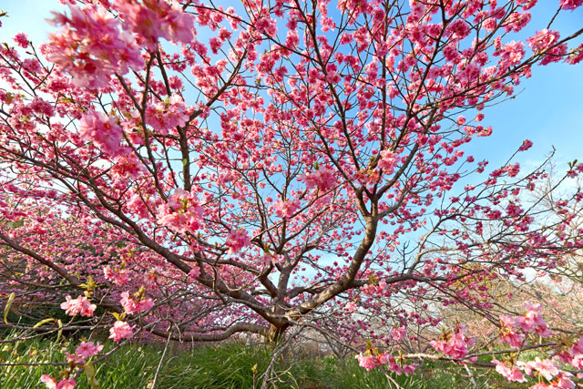 白浜桜の里の桜