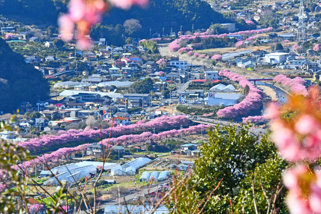 河津町の河津桜