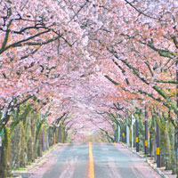 伊豆の桜スポット・伊豆高原