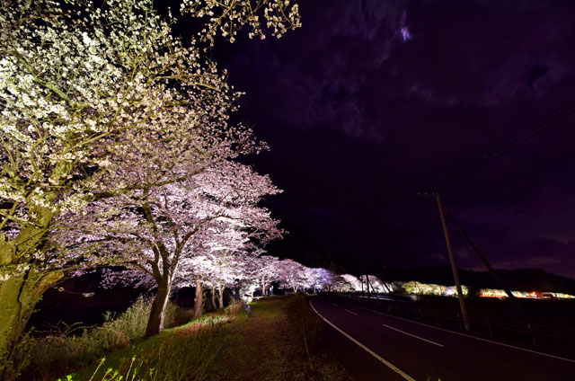 那賀川の夜桜ライトアップ