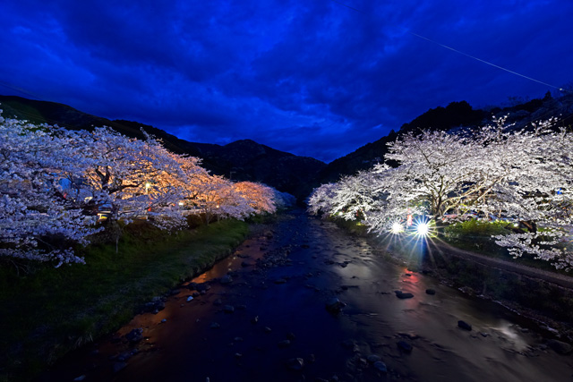 大沢の桜ライトアップ