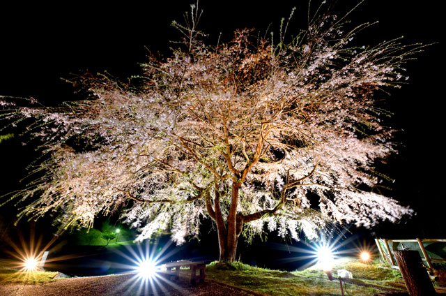六仙の里の夜桜ライトアップ