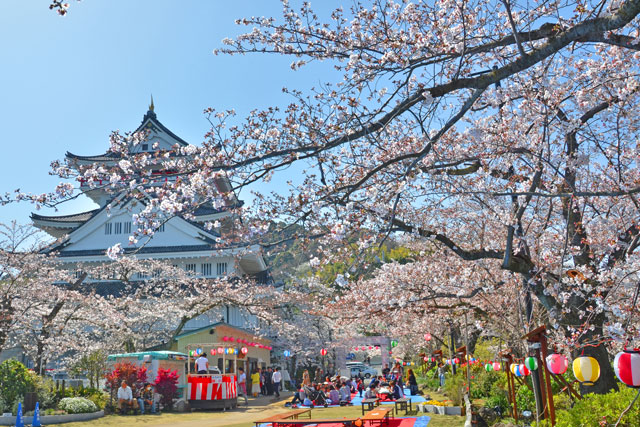 熱海城の桜 伊豆の桜スポット案内