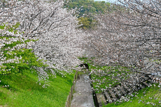 江間川の桜