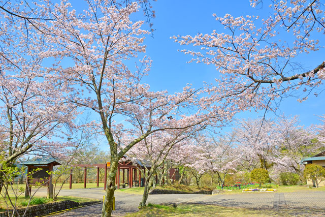 伊豆長岡・源氏山公園の桜