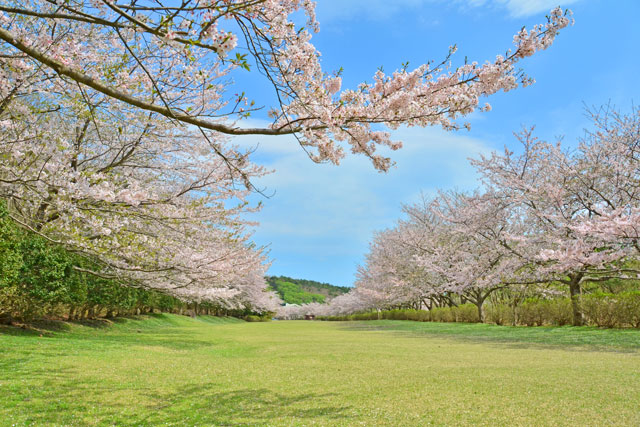 東伊豆クロスカントリーコースの桜