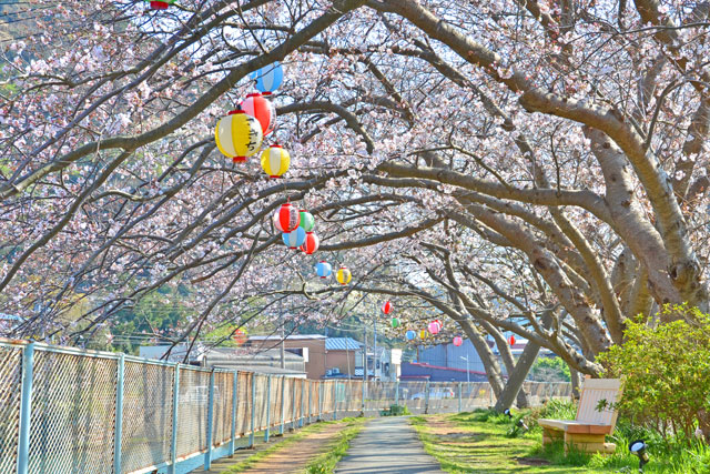 本郷公園の桜
