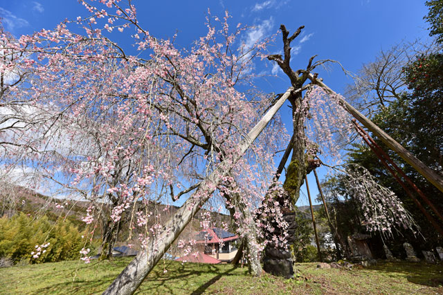 法泉寺の枝垂れ桜