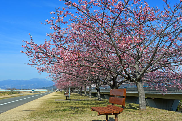 城山さくらの河津桜