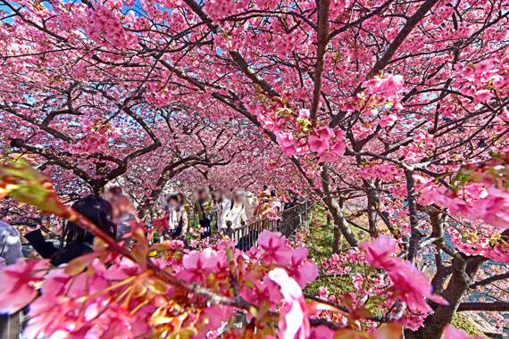 2026年版 桜の開花・見頃の情報｜伊豆の桜スポット案内