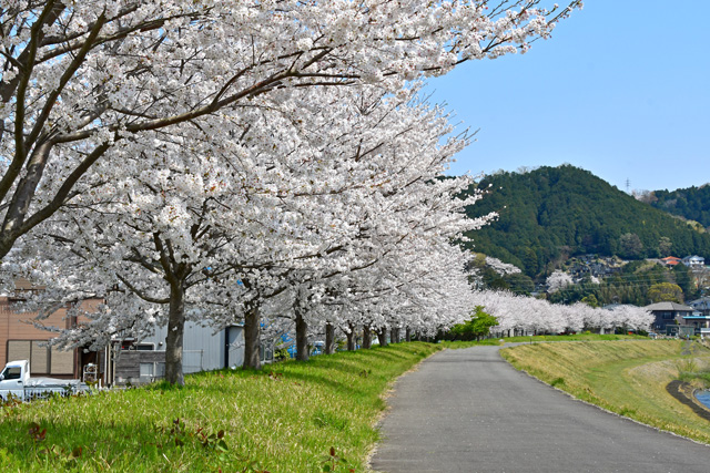 牧之郷周辺の桜