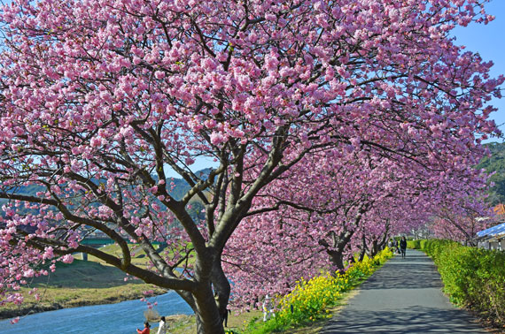 みなみの桜と菜の花まつり 南伊豆の桜 伊豆の桜スポット案内