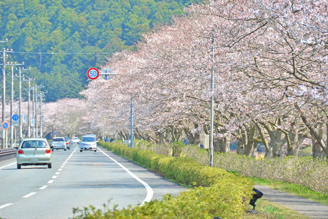 那賀川堤の桜並木