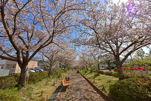 仁田さくら公園の桜