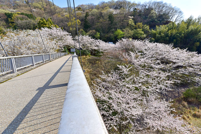 松川湖・奥野ダムの桜