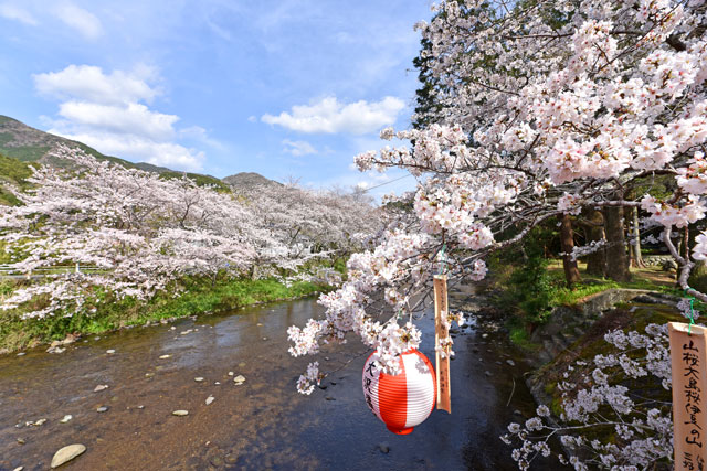 大沢の桜