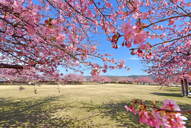 狩野川リバーサイドパークの桜