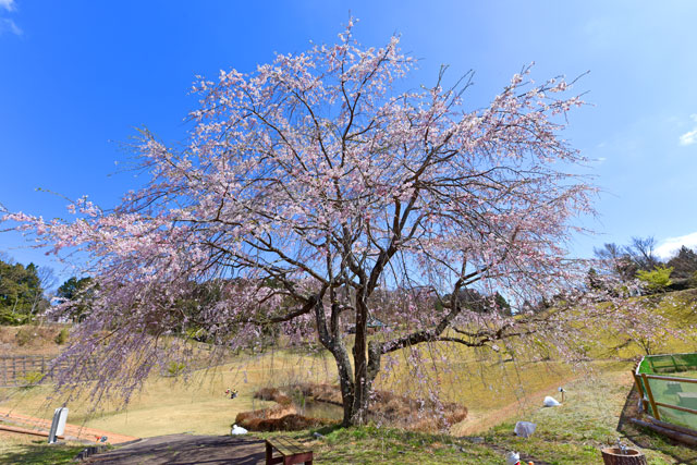 六仙の里の桜