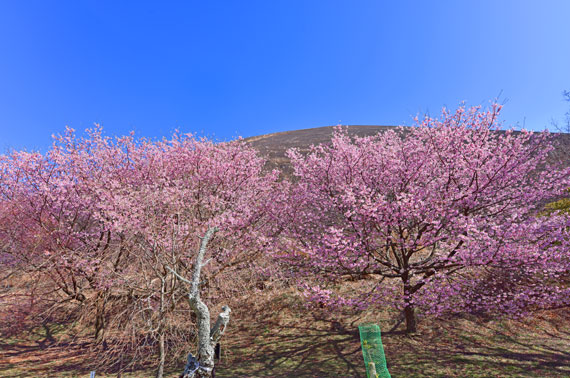 さくらの里の城ケ崎桜
