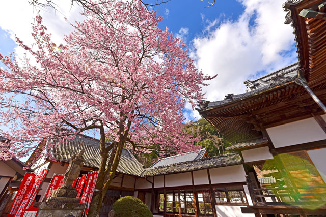 修禅寺の桜