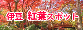 伊豆 紅葉スポット