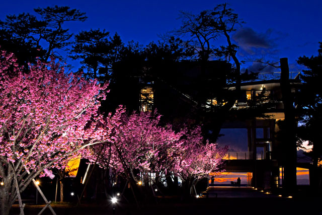 土肥桜のライトアップ